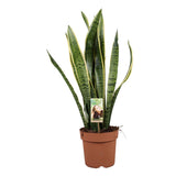Sansevieria Lawrence - Ø21cm - ↕75cm