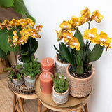 Orchidée Phalaenopsis orange en pot 12 cm