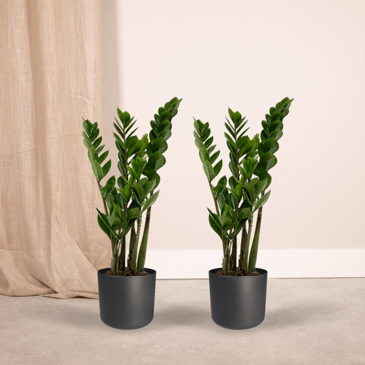2x Zamioculcas Zamiifolia - Palme émeraude - 50 cm - Ø14