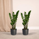 2x Zamioculcas Zamiifolia - Palme émeraude - 50 cm - Ø14