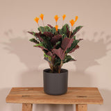Calathea Crocata - Plante Pauwen - ø14cm - ↕40cm