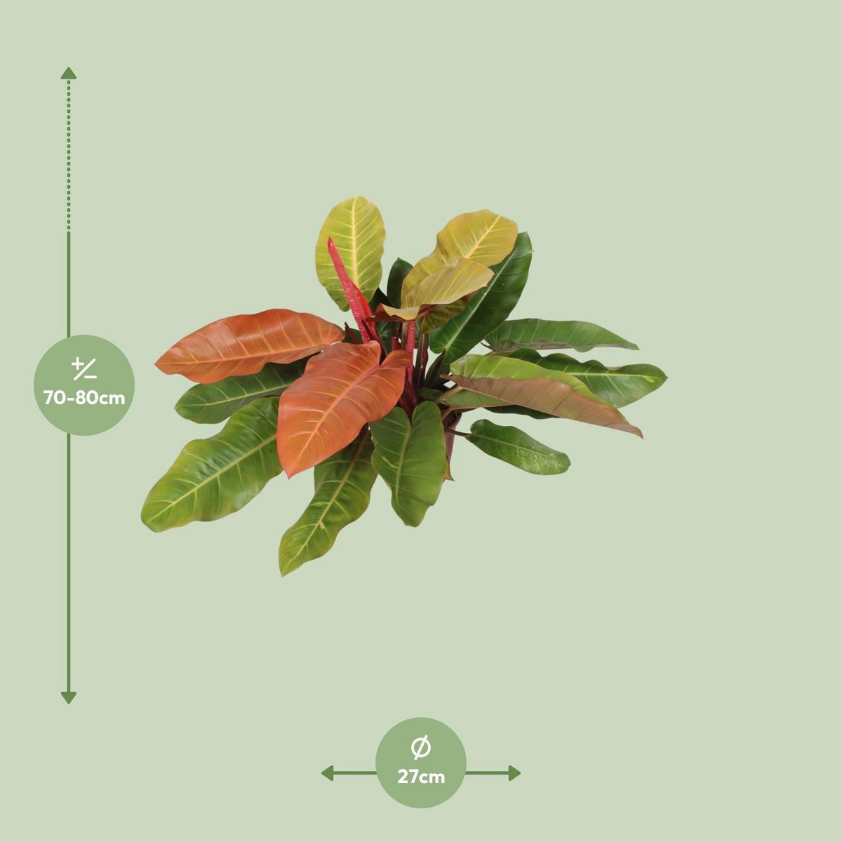 Philodendron Prince d'orange - Ø27 cm - 75 cm