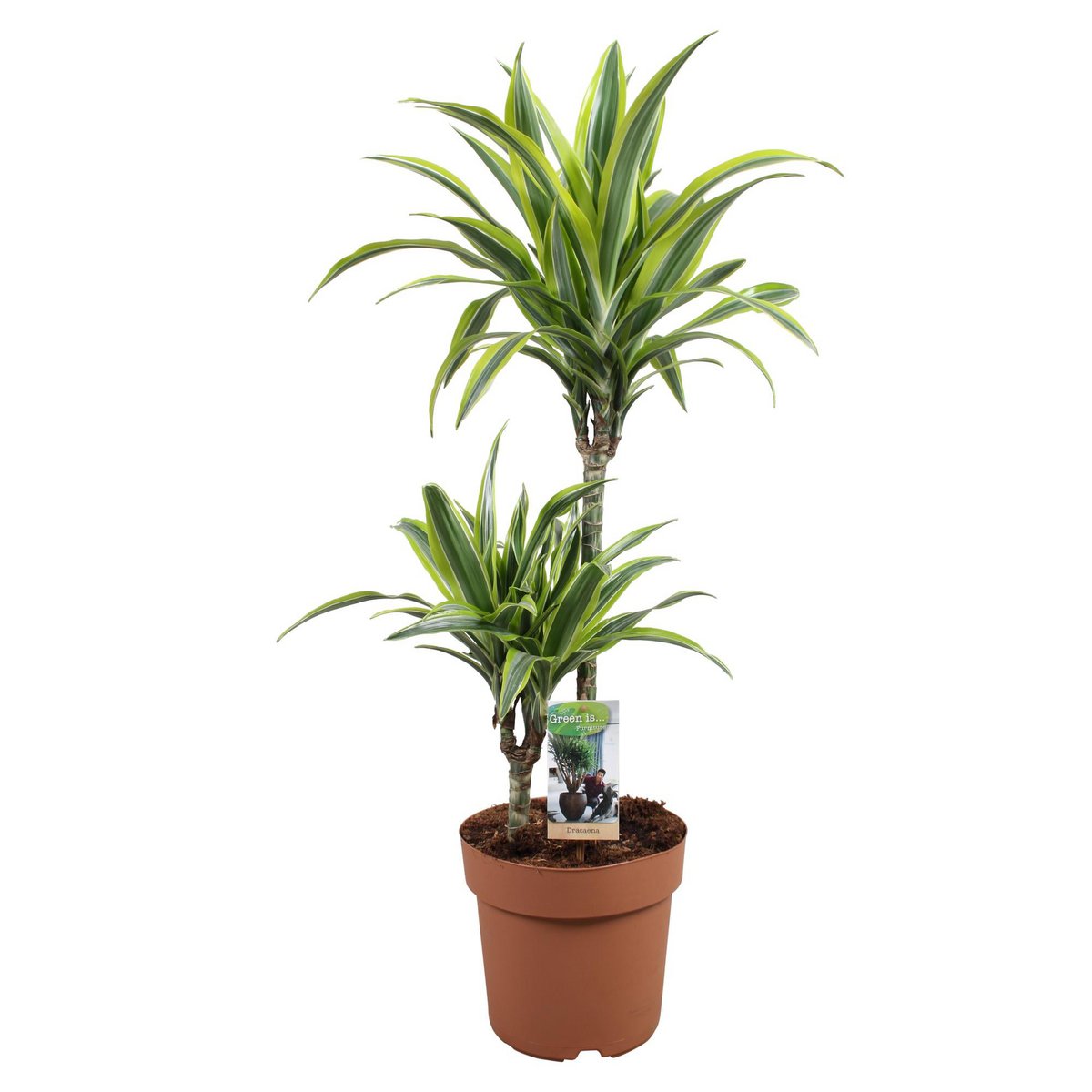 Dracaena Lemon Lime vue de face, feuilles vertes vibrantes
