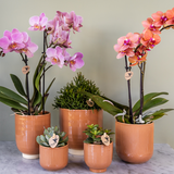 Lot de 2 orchidées Phalaenopsis Trevino en pot Ø9 cm