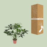Philodendron vert Ø27 cm 90 cm