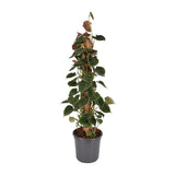 Philodendron Lupine Mobiletok - Ø16cm - ↕75cm
