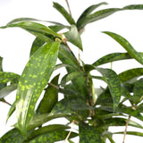 Dracaena Surculosa - Dragonnier - Ø17cm - ↕60cm