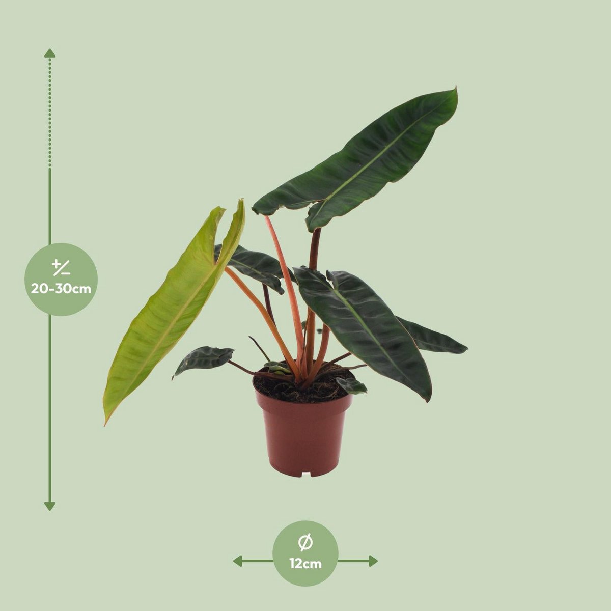 Philodendron Bilietiae - Ø12cm - ↕25cm