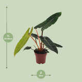 Philodendron Bilietiae - Ø12cm - ↕25cm