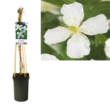 Clematis Montana 'Grandiflora' + Light Label - Ø17cm - ↕75cm