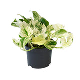 Promo - Epipremnum Happy Leaf - SCINDAPSUS - Ø12CM - ↕15CM