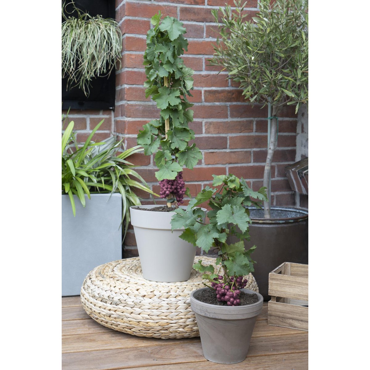 Vitis Pixie 'Cabernet Franc' en pot recyclé, vue de face