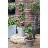 Vitis Pixie 'Cabernet Franc' en pot recyclé, vue de face