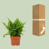 Nephrolepis Vitale 12cm - Ø12cm - ↕23 cm
