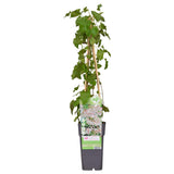 Fallopia baldschuanica - Veille nuptiale - Ø15cm - ↕65cm