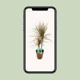Dracaena margina bicolor - Ø19cm - ↕70cm