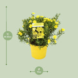 Halimium lib. 'April Sun' - Ø17cm - ↕20cm