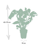 Monstera Deliciosa - Ø19cm - ↕60cm