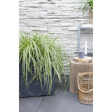 Carex Feather Falls - Ø23cm - ↕60cm - Ø19 - ↨40cm