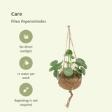 2x cocode piles peperomodes - Pannecoen Splant - 20 cm - Ø15
