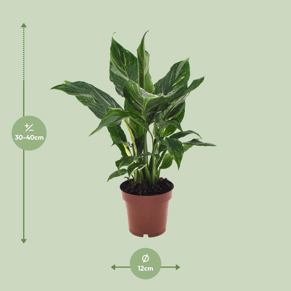 Spathiphyllum Diamond - Ø12cm - ↕40cm
