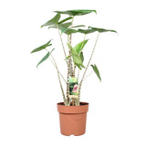 Alocasia Zebrina - Ø21cm - ↕80cm
