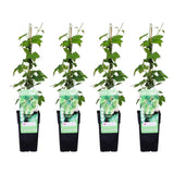 Lot de 4 plantes Humulus sombre naturel