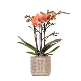 Orchidée Phalaenopsis orange en pot céramique Jaguar Ø9 cm
