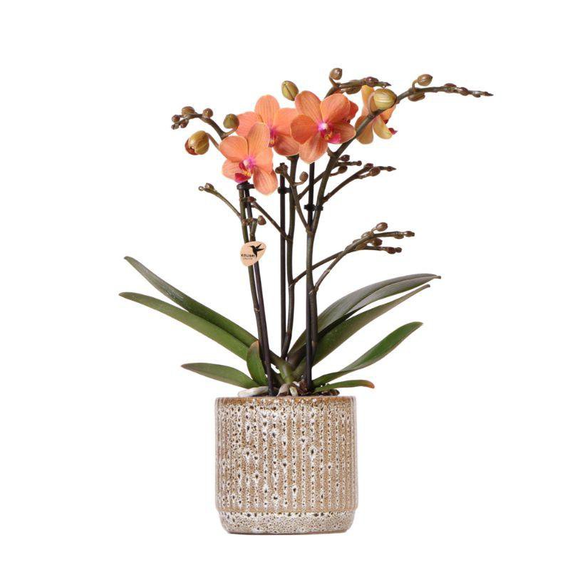 Image de diapositive