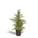 Ficus benjamina Twilight - ↨95cm - Ø21cm + Pot Mayk Plomb