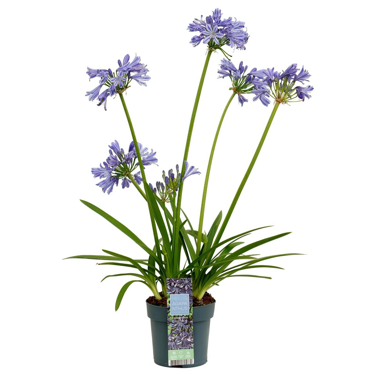 Agapanthus 'Charlotte' en pot de 14 cm avec fleurs violet bleu