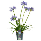 Agapanthus 'Charlotte' en pot de 14 cm avec fleurs violet bleu