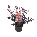 Plante loropetalum ever red 15 cm