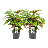 Calathea Makoyana - 2 pièces - Ø14cm - ↕45cm