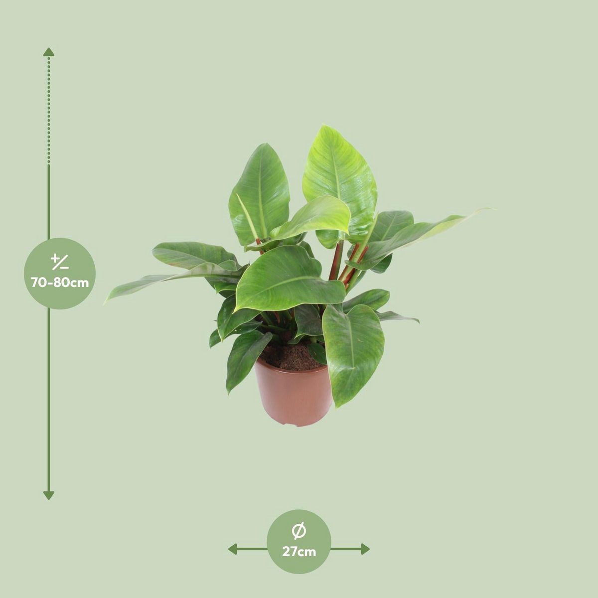 Plante Philodendron Imperial vert