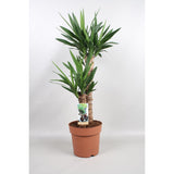 Yucca Éléphantipes - Ø21cm - ↕80cm