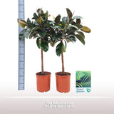 Ficus Robusta OP Stam - Plante d'intérieur élégante avec tronc