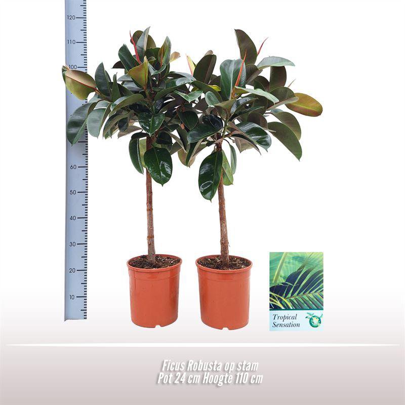 Ficus Robusta OP Stam - Plante d'intérieur élégante avec tronc