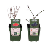 Lot de 2 plants bio mûres et framboises