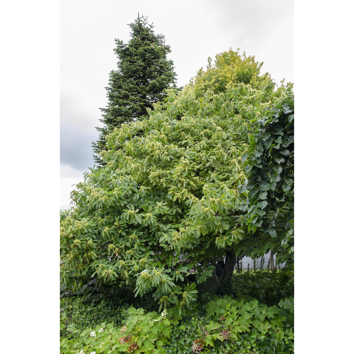 Feuilles de la Castanea sativa, d'un vert brillant et dentelé