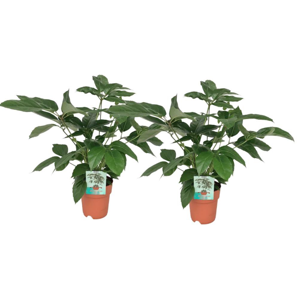 Schefflera Actinophylla - Plante d'intérieur de 75 cm de hauteur avec des feuilles luxuriantes