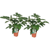 Schefflera Actinophylla - Plante d'intérieur de 75 cm de hauteur avec des feuilles luxuriantes