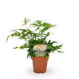 Doryopteris Pedata - Ø12cm - ↕35cm