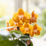 Lot de 3 orchidées orange doré avec pot Como et réservoir d'eau