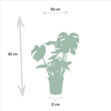 Lot de 4 plantes tropicales en pot