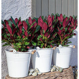 Rhododendron 'Wine & Roses' - Ø13cm - ↕20cm