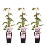3x - Clematis Montana «printemps parfumé» - ↨65cm - Ø15