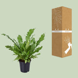 Begonia Nest - Ø117cm - ↕45cm