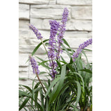 Liriope muscari ‘Ingwersen’ – Ø14cm – ↕30cm