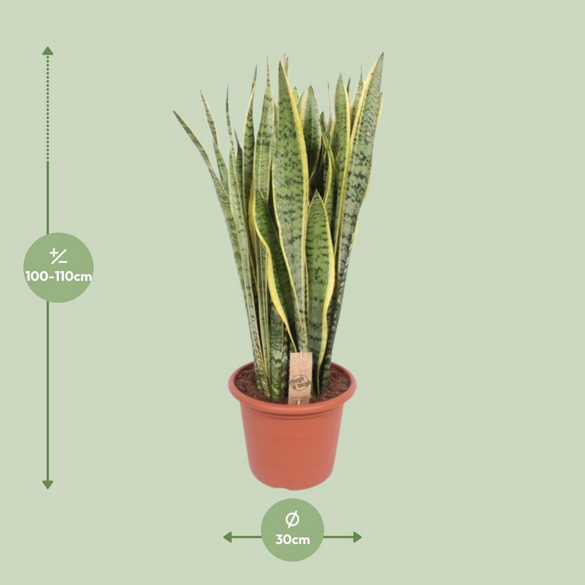 Sansevieria Trifasciata Lawrence - Ø30cm - ↕95cm